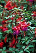 FUCHSIA MISSION BELLS