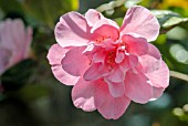 CAMELLIA ROSE QUEEN