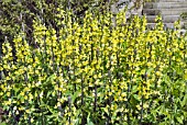 THERMOPSIS LANCEOLATA