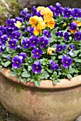 POT OF WINTER PANSIES