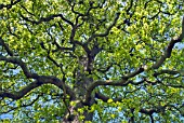 QUERCUS PETRAEA IN SPRING