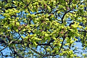 QUERCUS PETRAEA IN SPRING