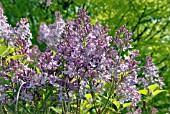 SYRINGA VULGARIS JOHN DUNBAR