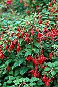 FUCHSIA RUFUS (AGM) (SYN. FUCHSIA RUFUS THE RED)