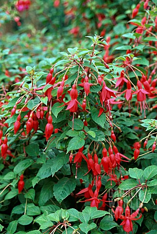 FUCHSIA_RUFUS_AGM_SYN_FUCHSIA_RUFUS_THE_RED