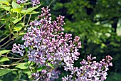 SYRINGA VULGARIS JOHN DUNBAR