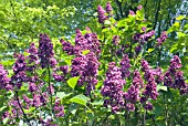 SYRINGA VULGARIS ANDENKEN AN LUDWIG SPATH