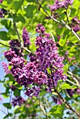 SYRINGA VULGARIS ANDENKEN AN LUDWIG SPATH
