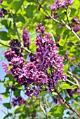 SYRINGA VULGARIS ANDENKEN AN LUDWIG SPATH