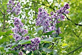 SYRINGA VULGARIS PRESIDENT GREVY