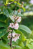 SYRINGA PRESTONIAE