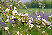 MALUS SIEBOLDII IN SPRINGTIME