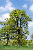 QUERCUS PETRAEA IN SPRING