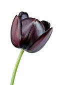 TULIPA QUEEN OF THE NIGHT