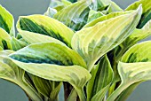 HOSTA WIDE BRIM