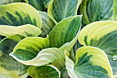 HOSTA WIDE BRIM