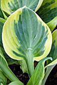 HOSTA WIDE BRIM