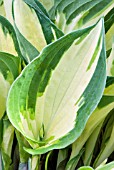 HOSTA FIRE AND ICE