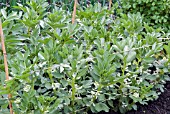 BROAD BEANS SUPPORTED WITH CANE AND STRING