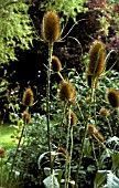 DIPSACUS FULLONUM,  COMMON TEASEL,  GARDEN SETTING,  IN BORDER