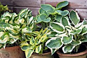 HOSTA PLANTS IN POTS