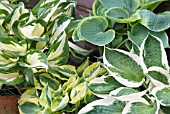 HOSTA PLANTS IN POTS