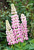 LUPINUS GALLERY PINK