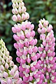 LUPINUS GALLERY PINK