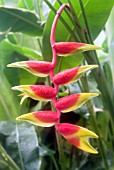 HELICONIA ROSTRATA