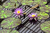 NYMPHAEA FOXFIRE