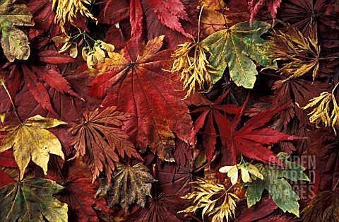 FLOOR_OF_MIXED_MAPLE_LEAVES
