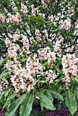 AESCULUS INDICA SYDNEY PEARCE