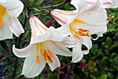 LILIUM REGALE