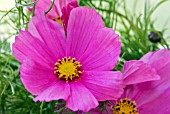 COSMOS BIPINNATUS SENSATION SERIES