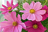 COSMOS BIPINNATUS SENSATION SERIES