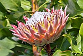 PROTEA CYNAROIDES