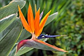 STRELITZIA REGINAE