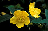 HYPERICUM HIDCOTE SAINT JOHNS WORT