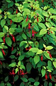 FUCHSIA GENII