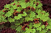 ACER SHIRASAWANUM AUREUM,  SEMI CLOSE UP, SUMMER