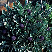 EARLY SPROUTING PURPLE BROCCOLI