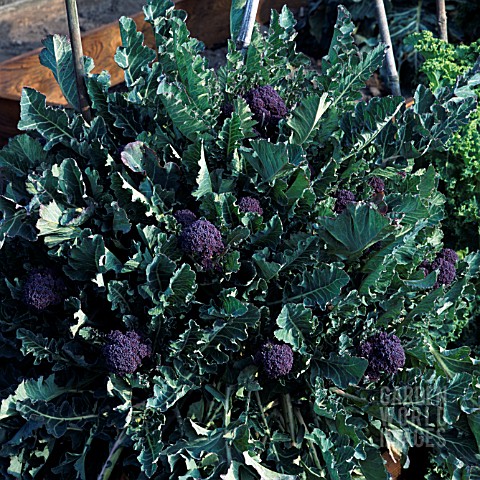 EARLY_SPROUTING_PURPLE_BROCCOLI
