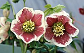 HELLEBORUS ORIENTALIS LENTEN ROSE