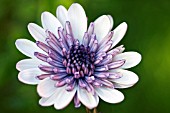 OSTEOSPERMUM FLOWER POWER