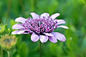 OSTEOSPERMUM FLOWER POWER