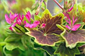 PELARGONIUM STELLAR LOTUSLAND