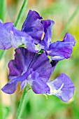 LATHYRUS ODORATUS BLUE VELVET