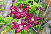 CLEMATIS VITICELLA MADAME JULIA CORREVAN