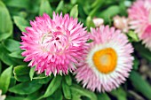 BRACTEANTHA BRACTEATA SILVERY ROSE