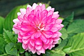 DAHLIA XXL CHIAPAS